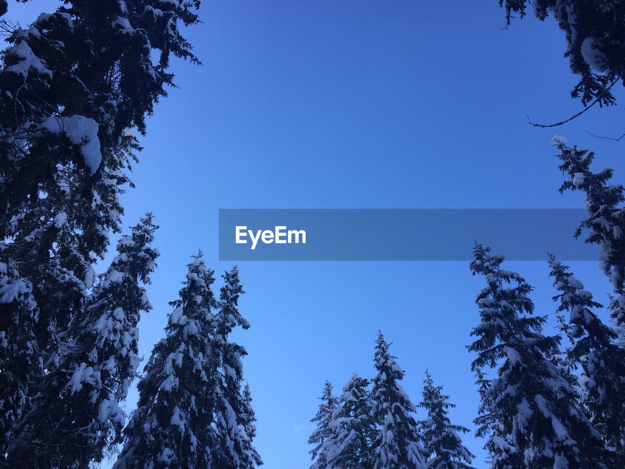 LOW ANGLE VIEW OF PINE TREES AGAINST CLEAR SKY