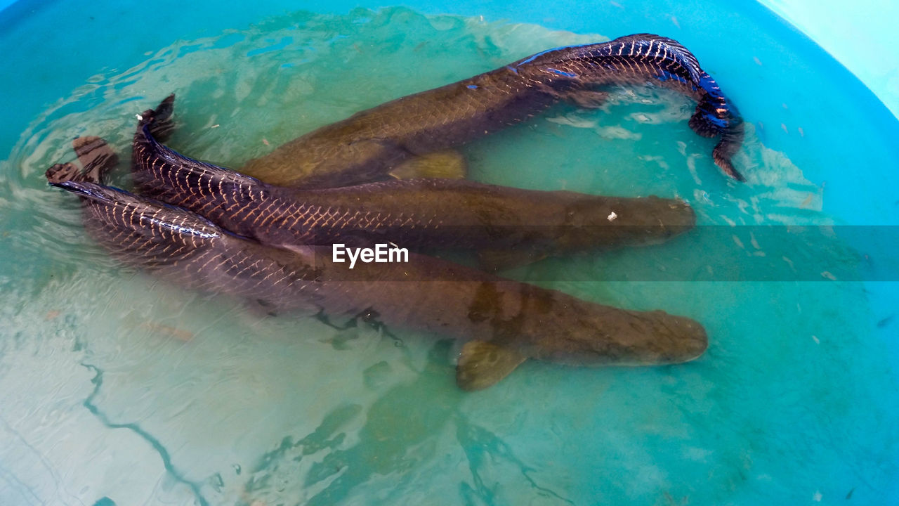 UNDERWATER VIEW OF SWIMMING POOL