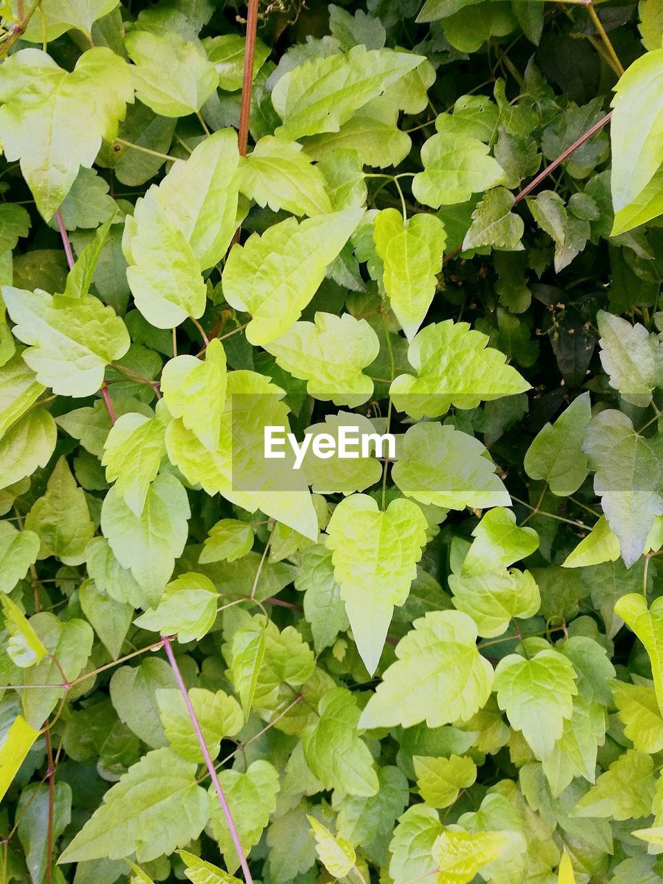 HIGH ANGLE VIEW OF PLANTS GROWING ON LEAVES