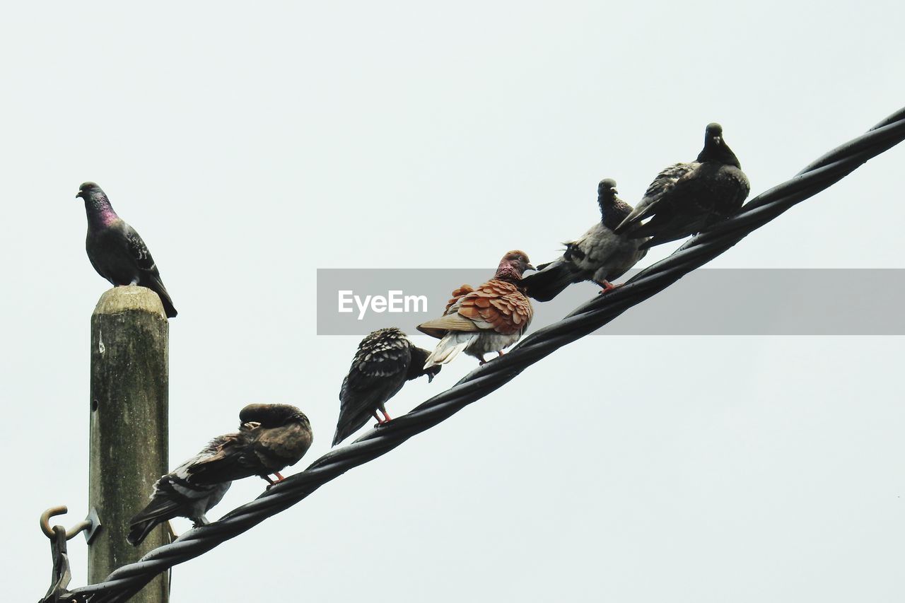 LOW ANGLE VIEW OF BIRDS PERCHING ON A TREE