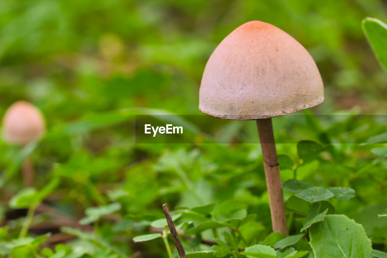 CLOSE-UP OF MUSHROOM GROWING ON LAND