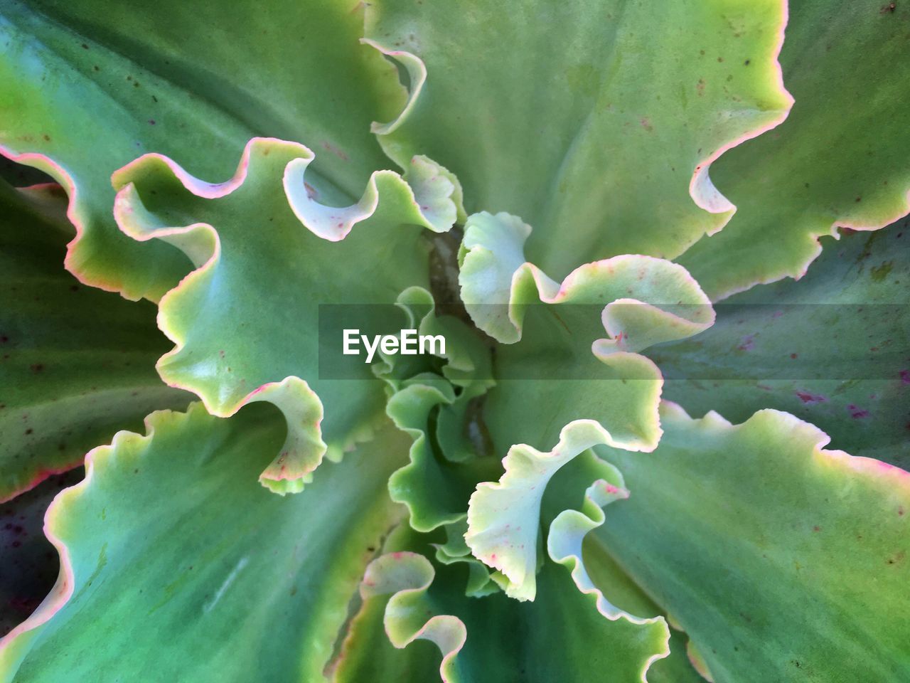 CLOSE-UP OF GREEN PLANT