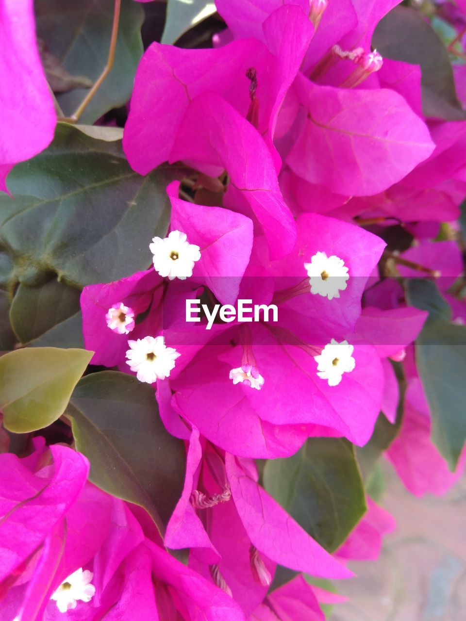 flower, flowering plant, plant, pink, beauty in nature, freshness, petal, fragility, close-up, flower head, growth, inflorescence, nature, no people, leaf, plant part, springtime, outdoors, blossom, day, magenta, pollen, botany, focus on foreground, bougainvillea