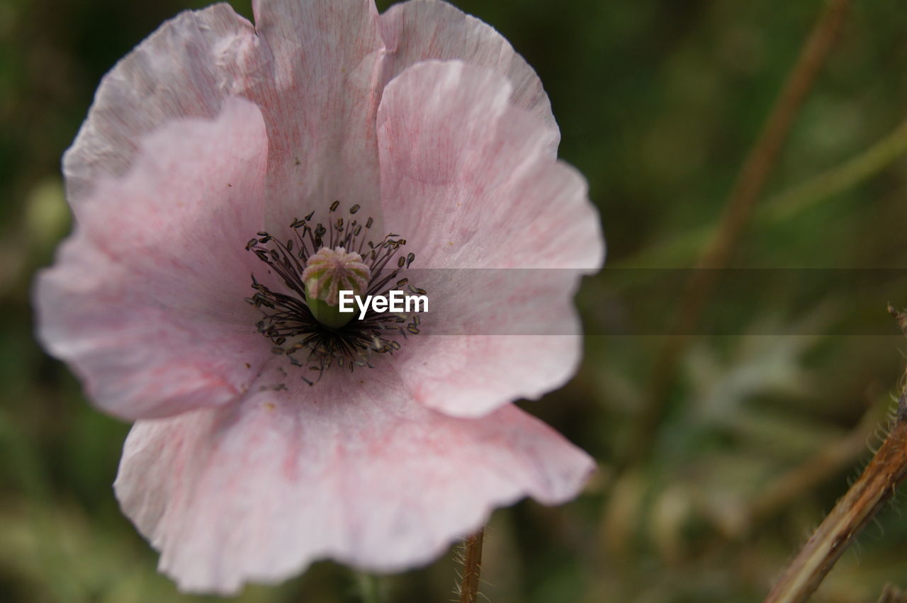 Close-up of pink flower