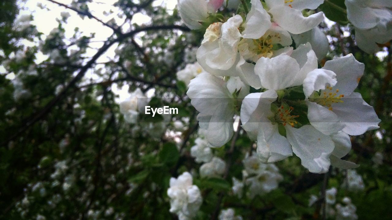 CLOSE-UP OF WHITE FLOWERS BLOOMING ON TREE