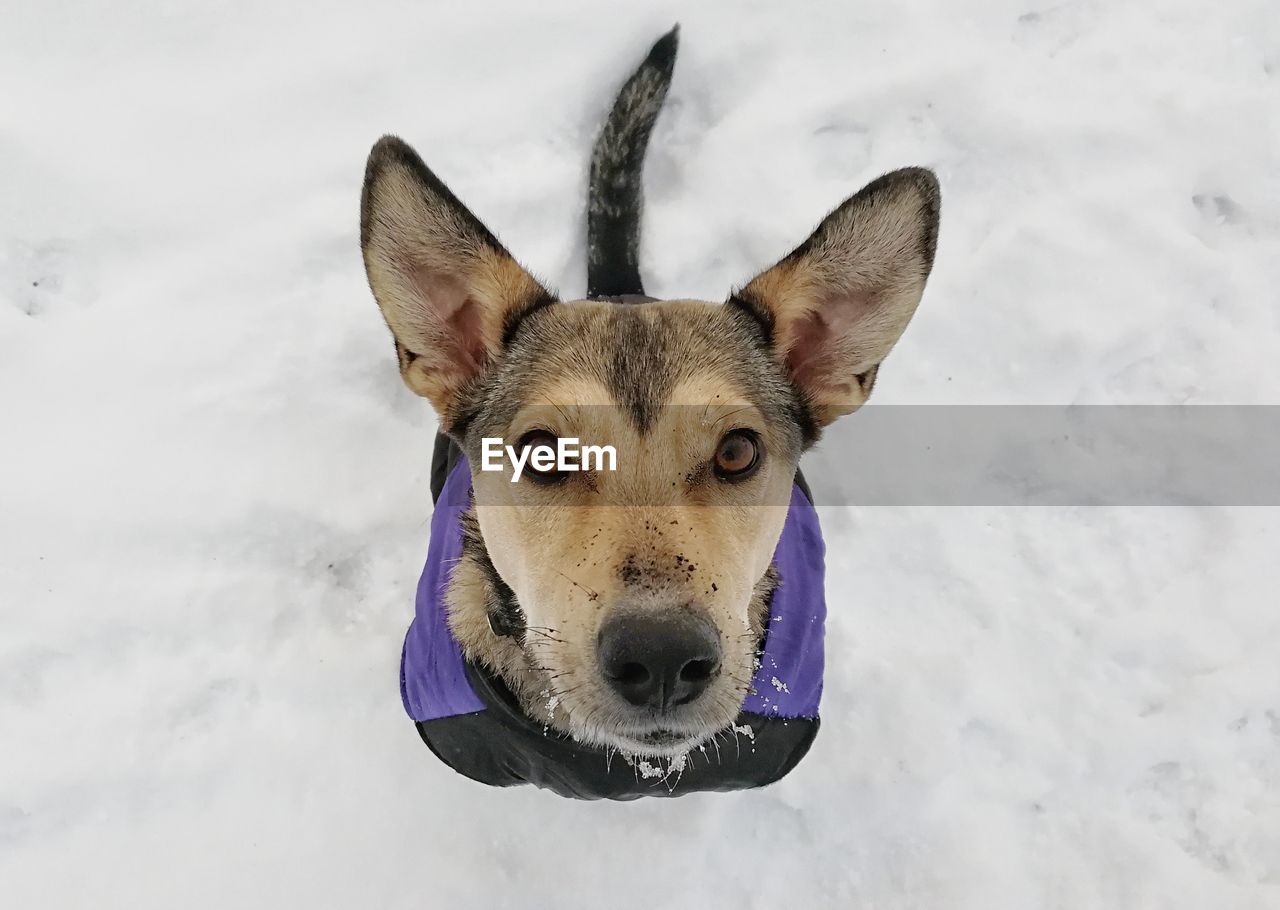 PORTRAIT OF A DOG ON SNOW
