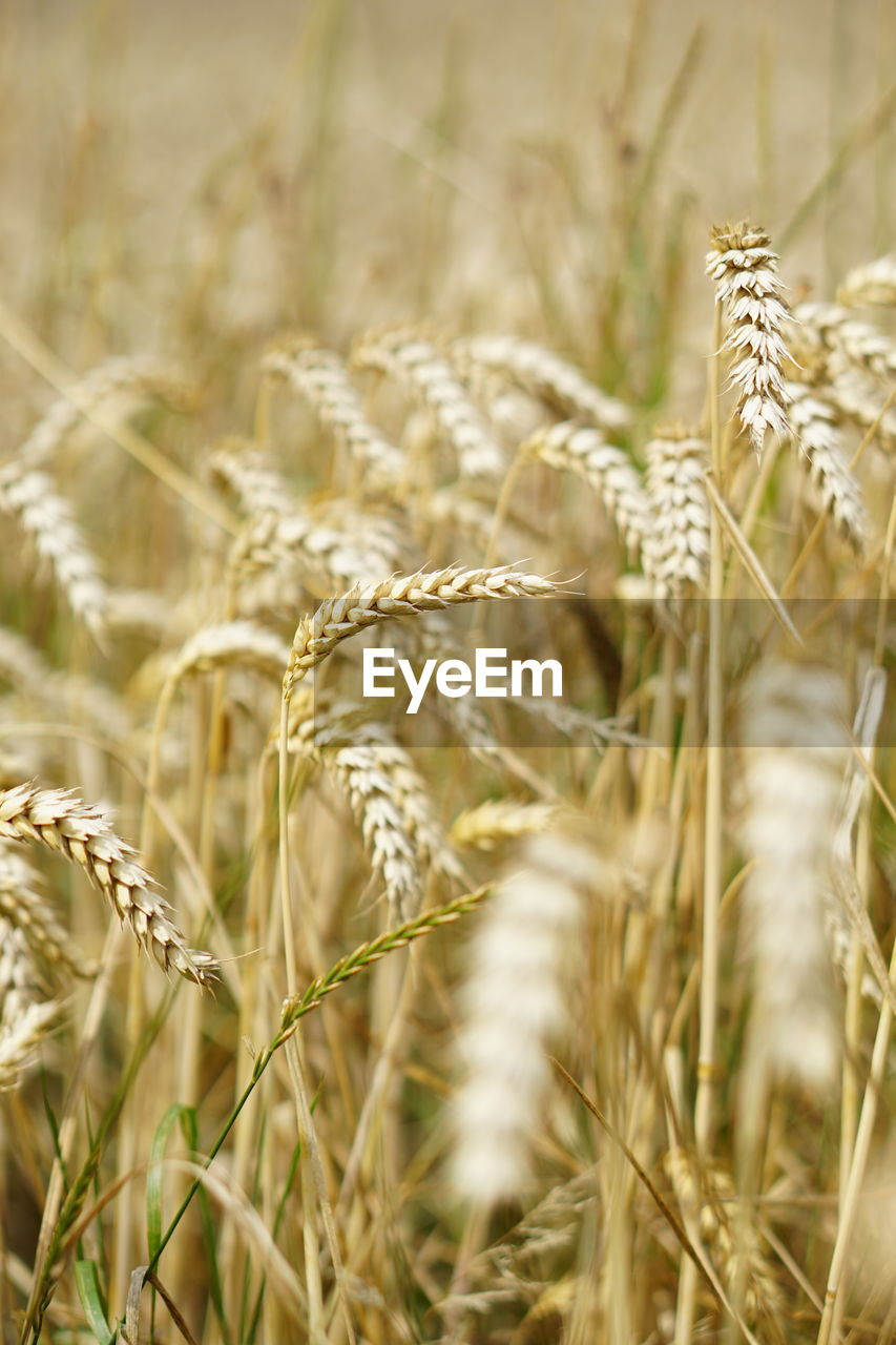 close-up of wheat growing in field