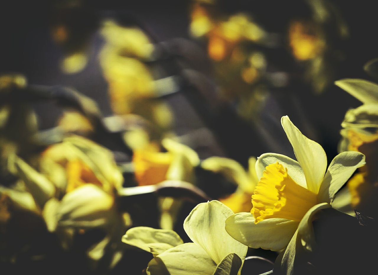 Close-up of yellow flowers