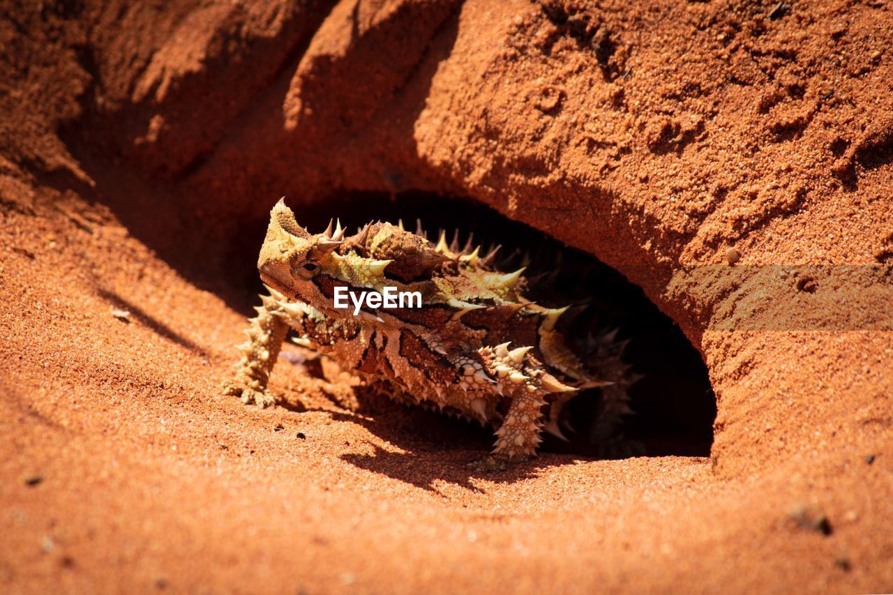 High angle view of lizard on sand 