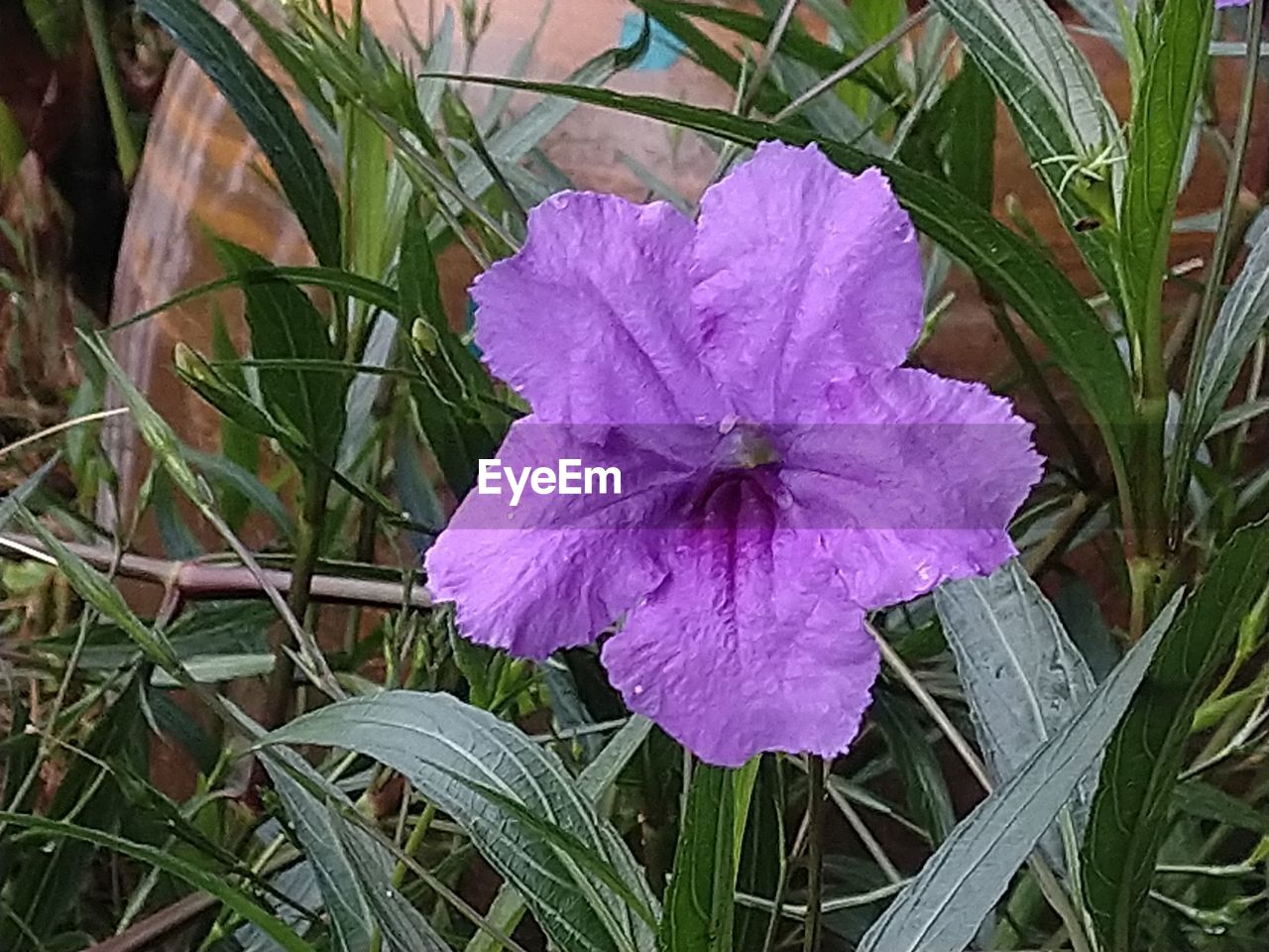 plant, flower, flowering plant, growth, beauty in nature, freshness, petal, fragility, inflorescence, flower head, close-up, nature, purple, no people, leaf, pink, plant part, day, green, outdoors, grass, high angle view, botany, pollen, wildflower