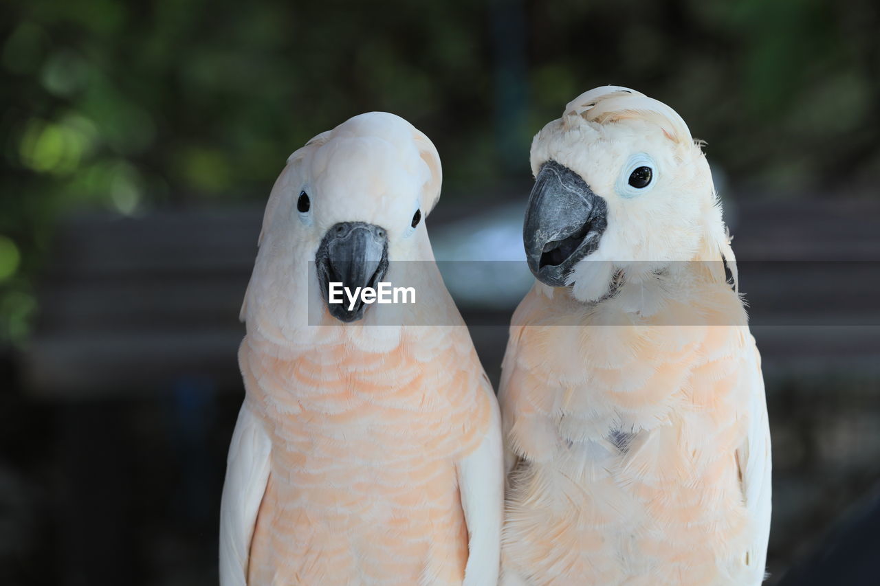 The white cockatoo or umbrella cackatoo