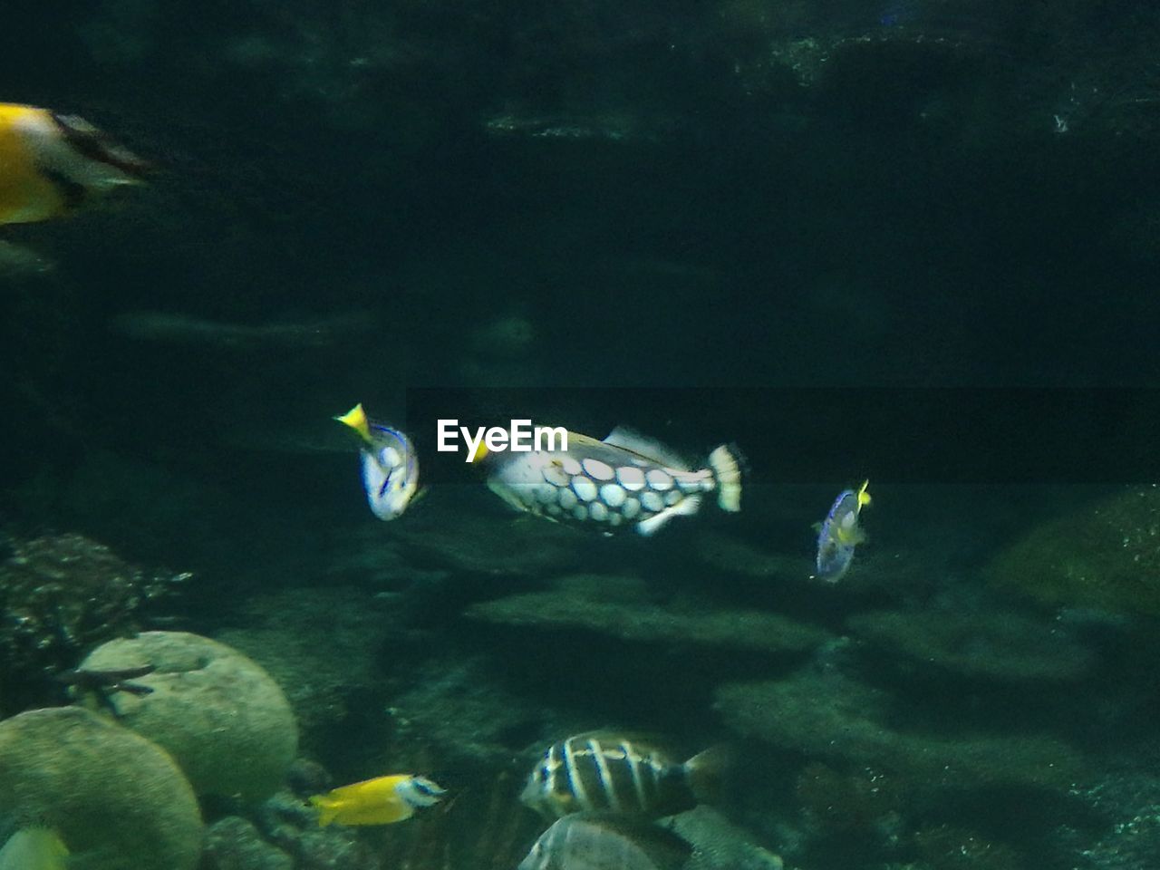 CLOSE-UP OF FISH UNDERWATER