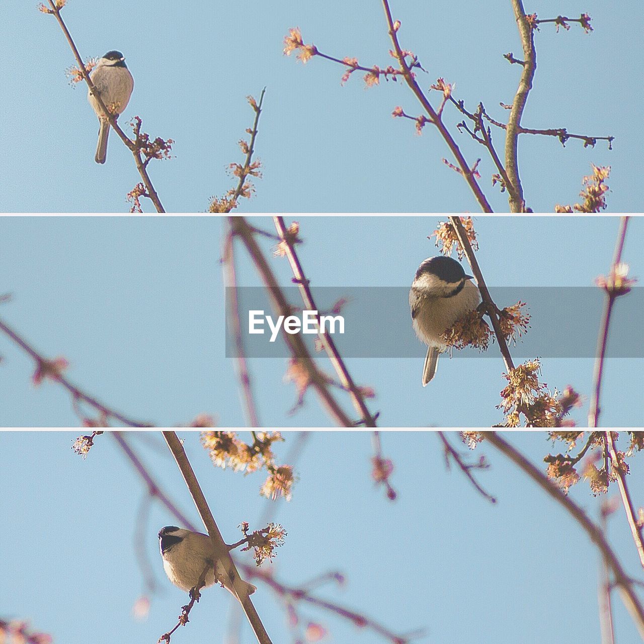 LOW ANGLE VIEW OF TWIGS ON TWIG