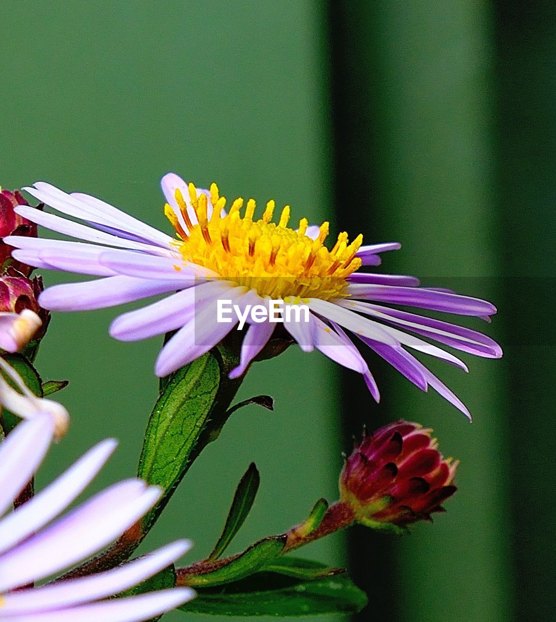 Close-up of passion flower blooming outdoors