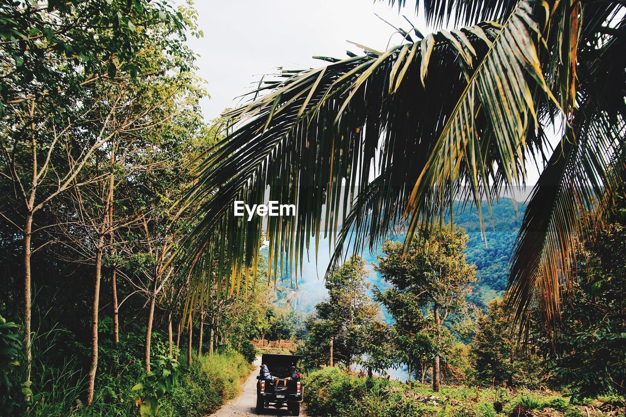 Palm trees against sky