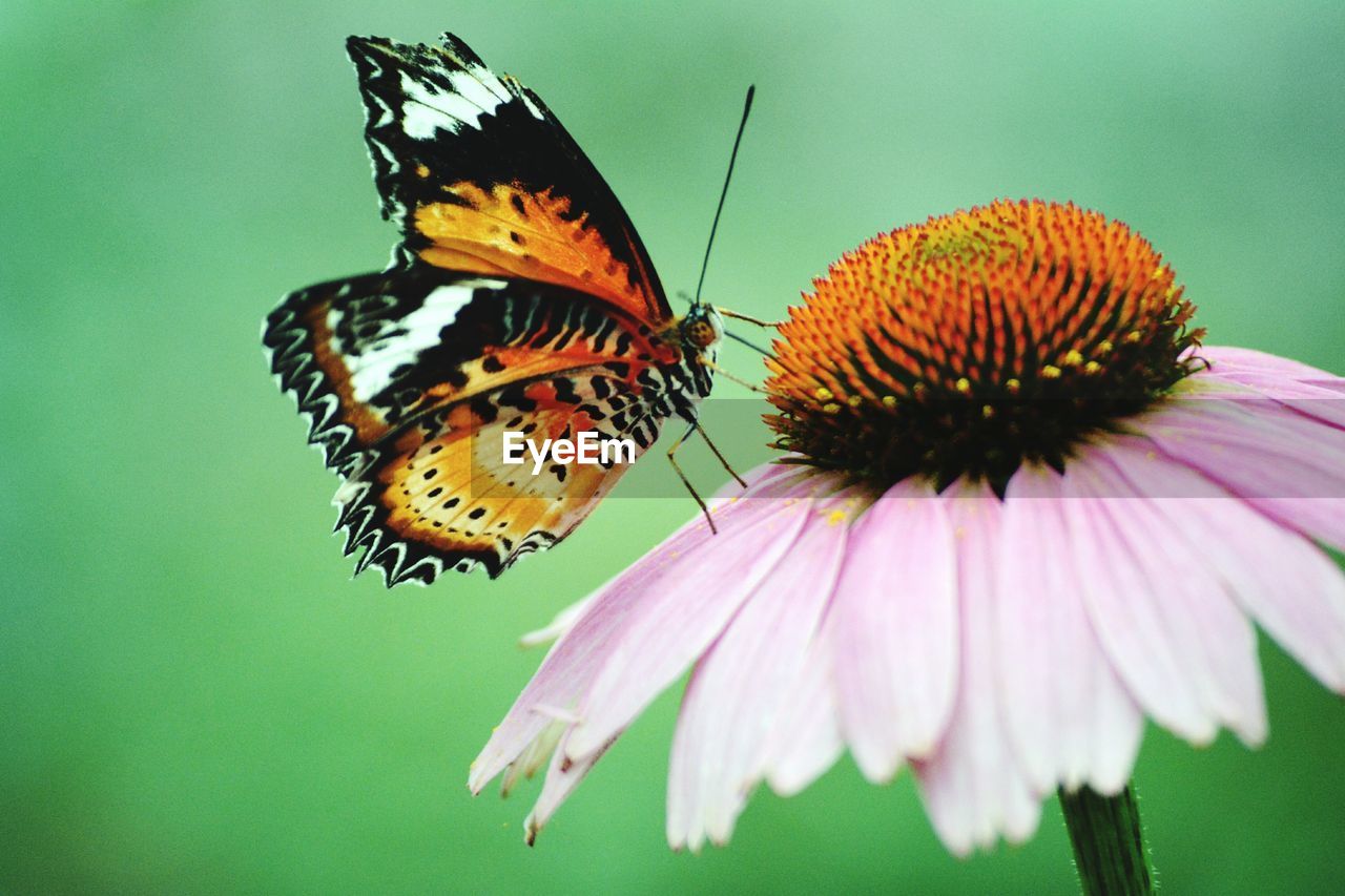 Close-up of butterfly pollinating on eastern purple coneflower