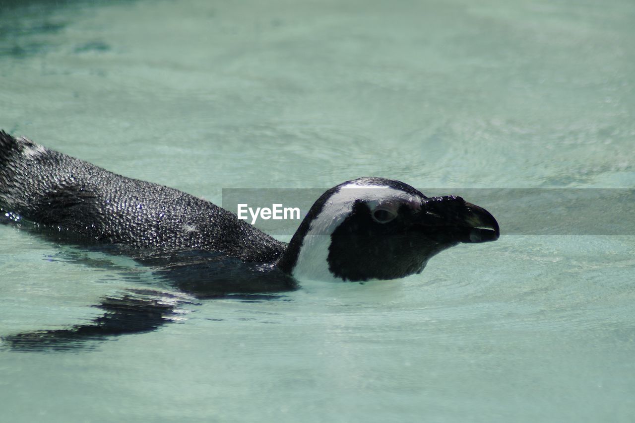 Penguin swimming in lake