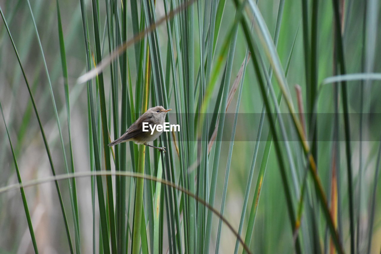 VIEW OF BIRD PERCHING ON A PLANT