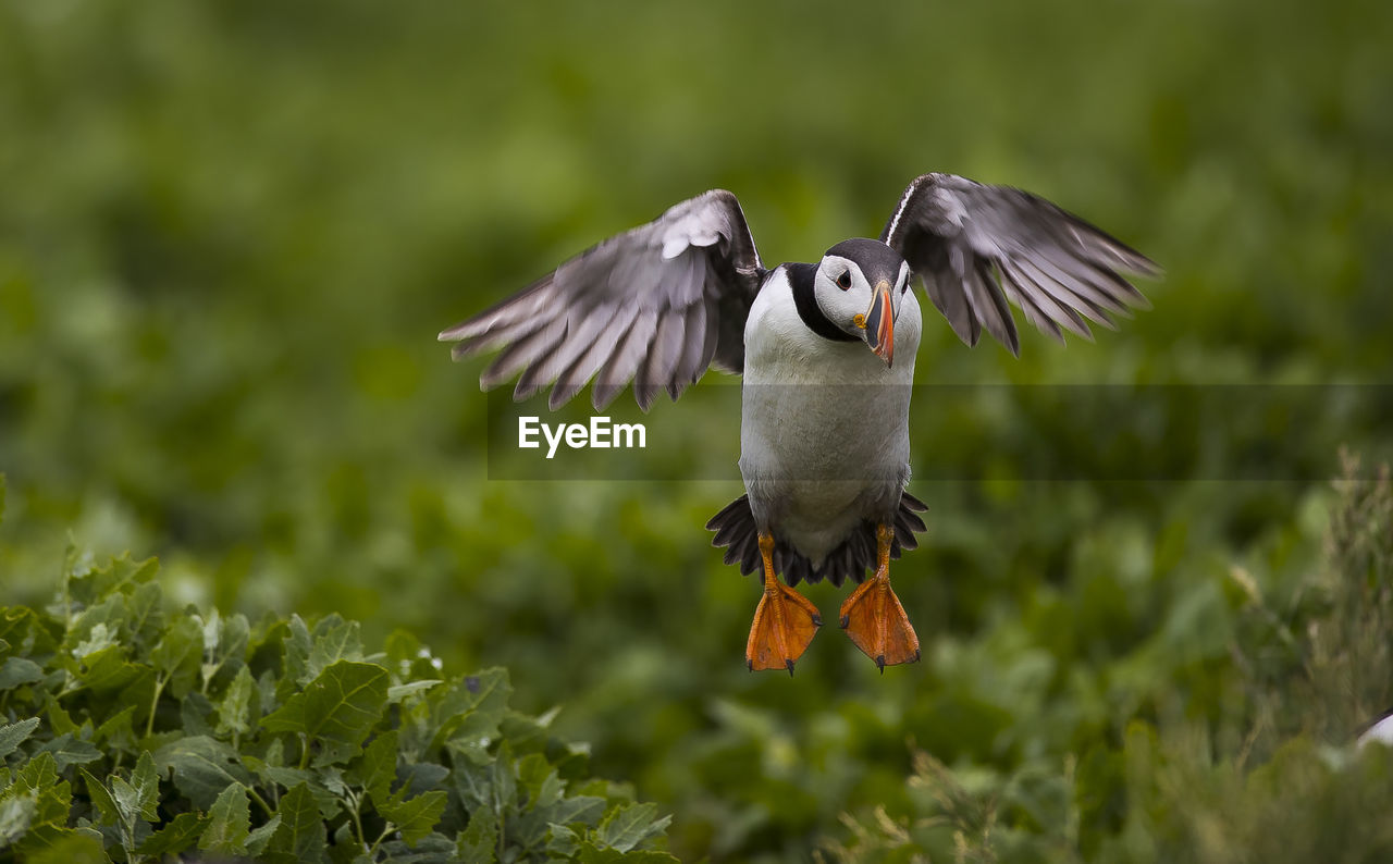 Atlantic puffin flying over plants