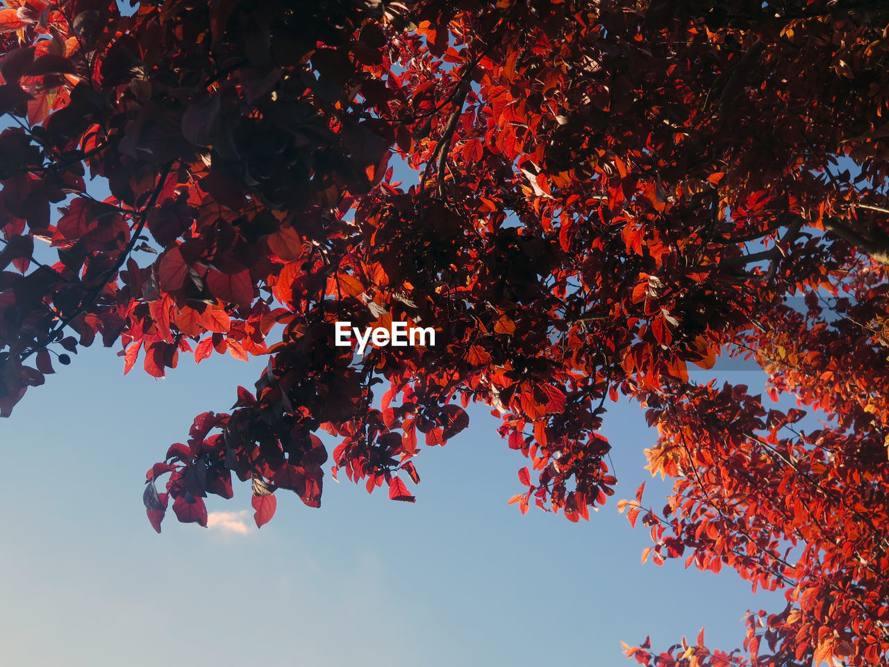 Low angle view of red maple tree against sky