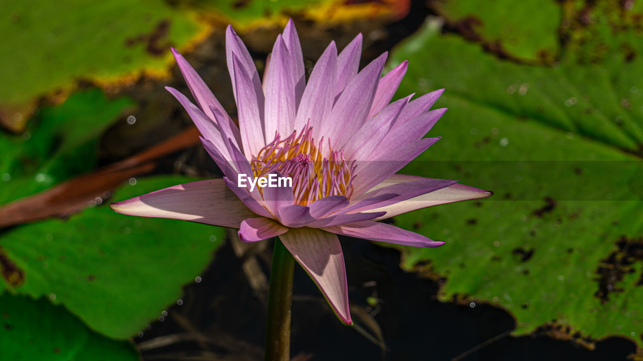 Lotus water lily 