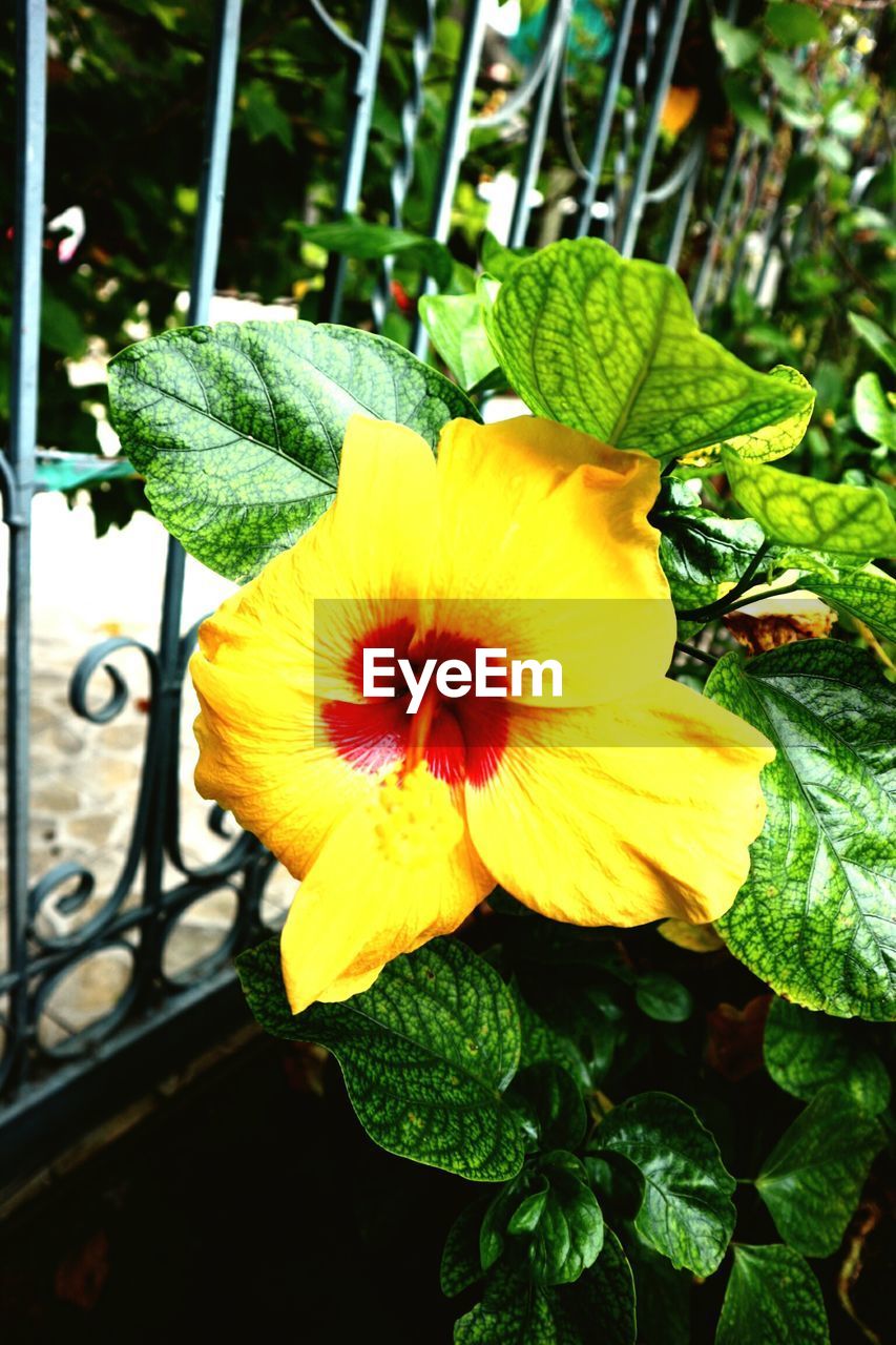 CLOSE-UP OF YELLOW FLOWER