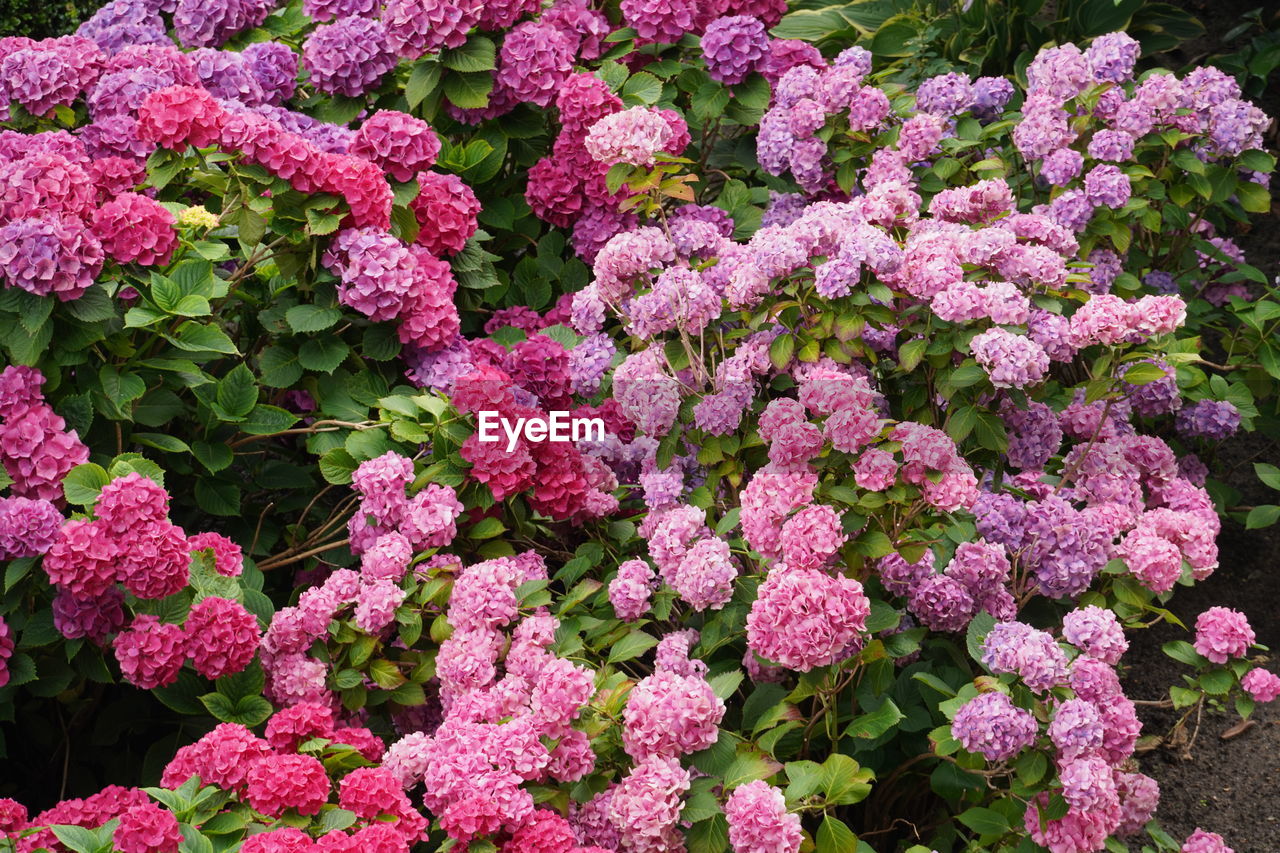 PINK FLOWERING PLANTS