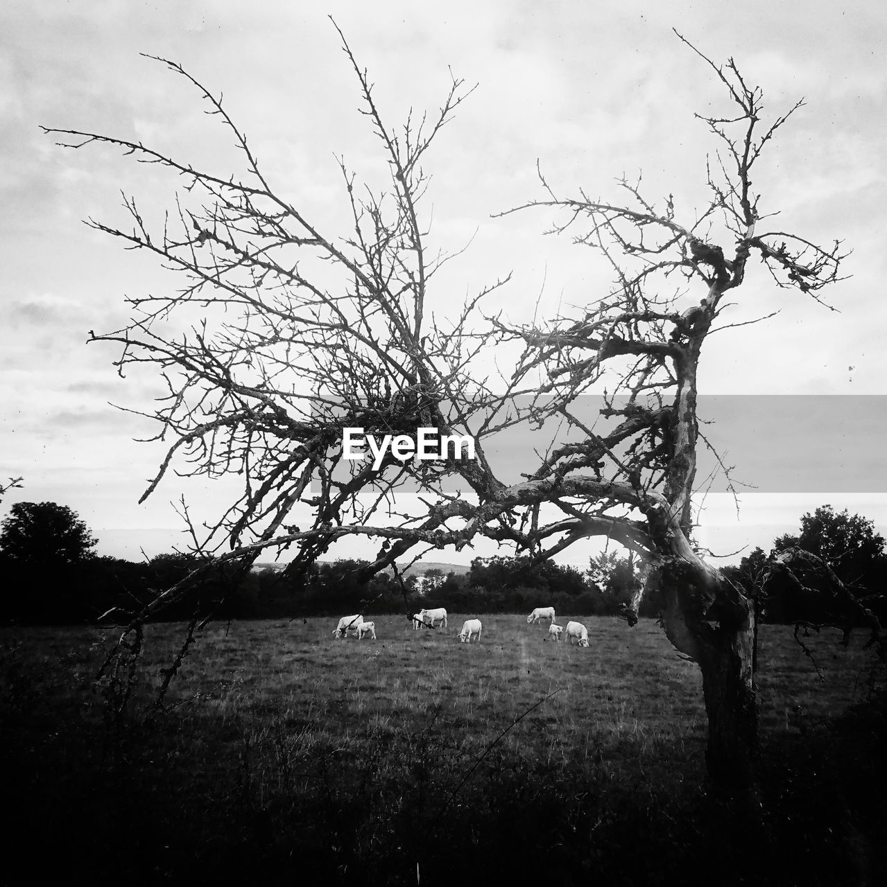 TREE ON FIELD AGAINST SKY