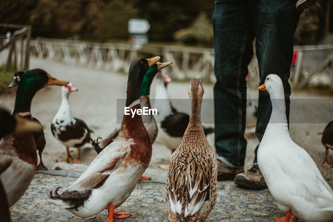 Low section of man standing by ducks on walkway