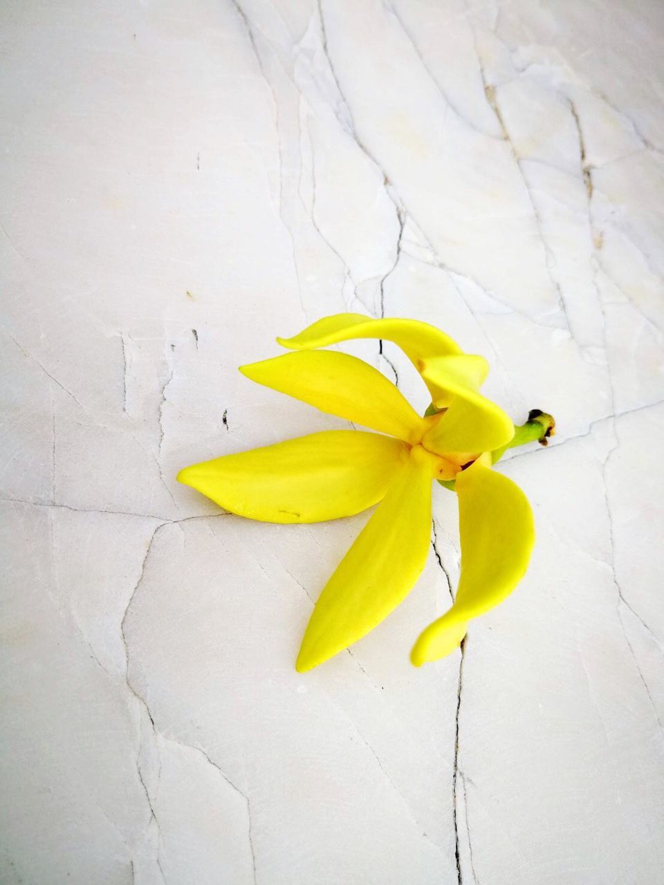 CLOSE UP OF YELLOW FLOWER