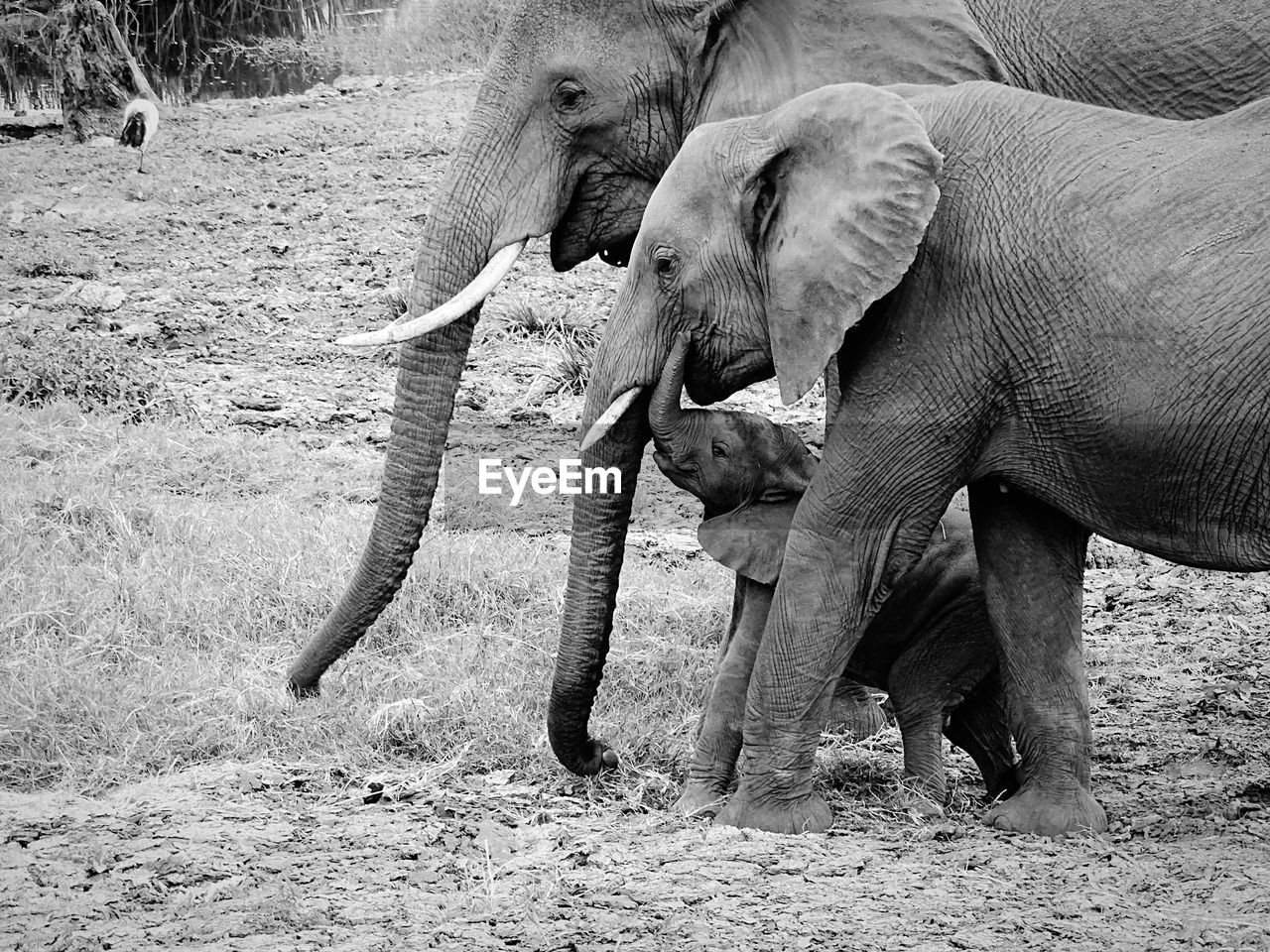 Side view of elephants with calf on field