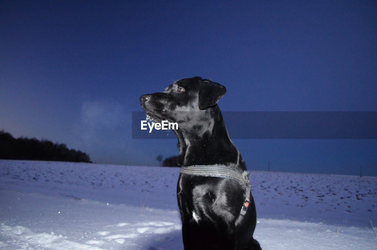 CLOSE-UP OF A DOG LOOKING AT SNOW