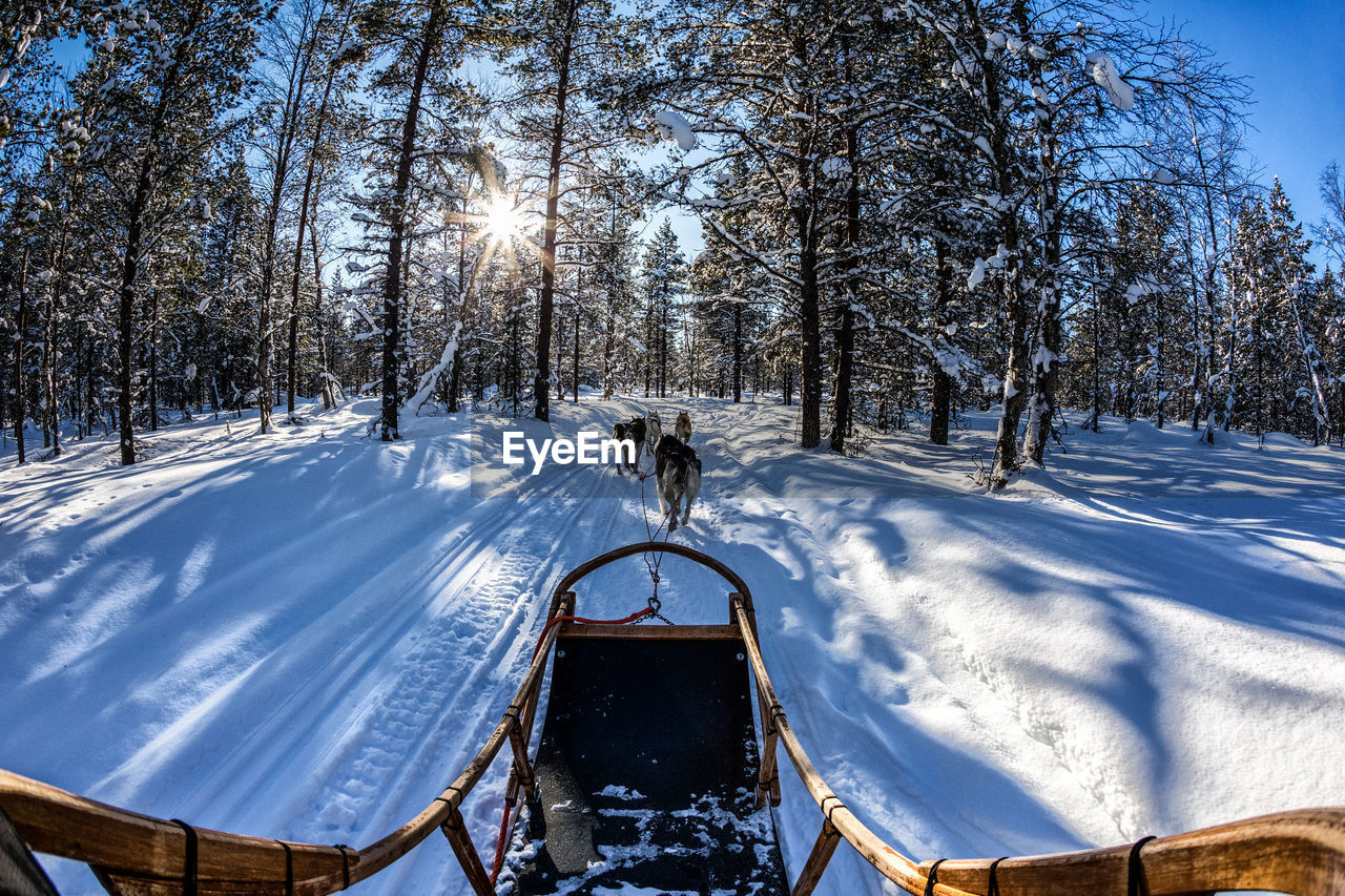 Exploring winter in finland with dogsledge