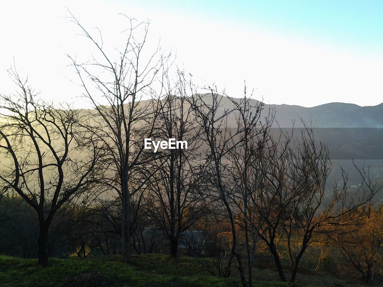 Bare trees against sky during sunrise