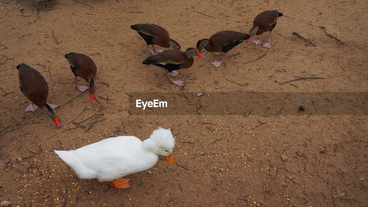 HIGH ANGLE VIEW OF GEESE ON FIELD