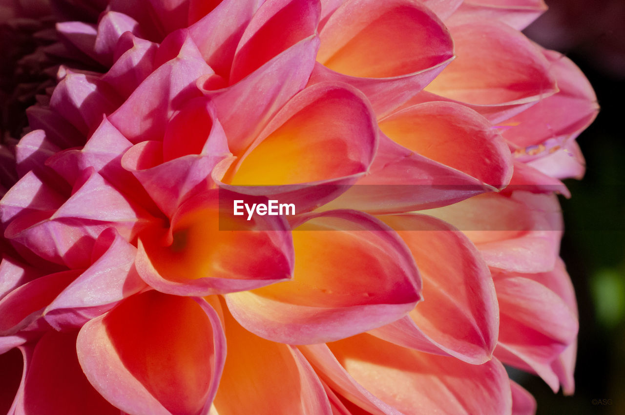 Close-up of pink rose flower