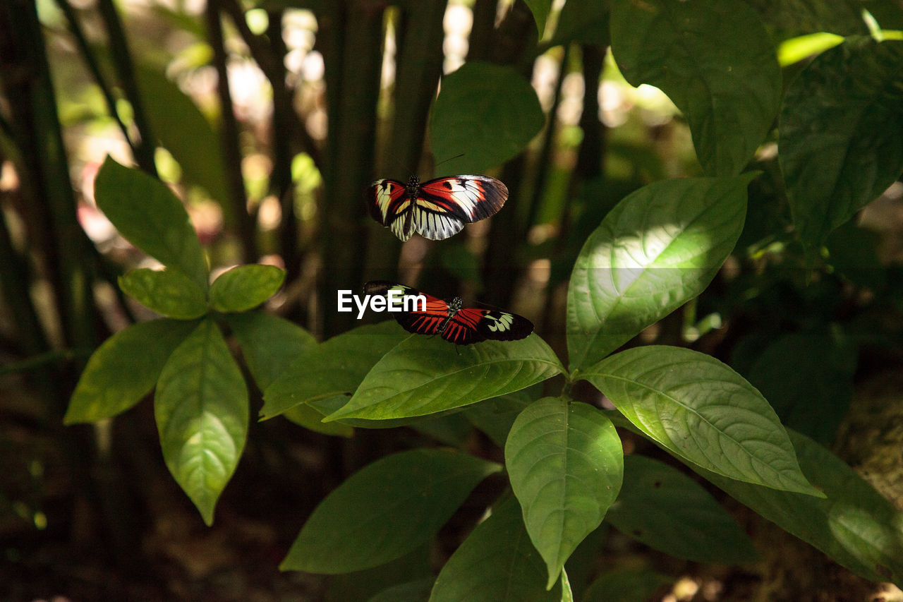 Mating dance of several piano key butterfly heliconius melpomene insects in a garden.