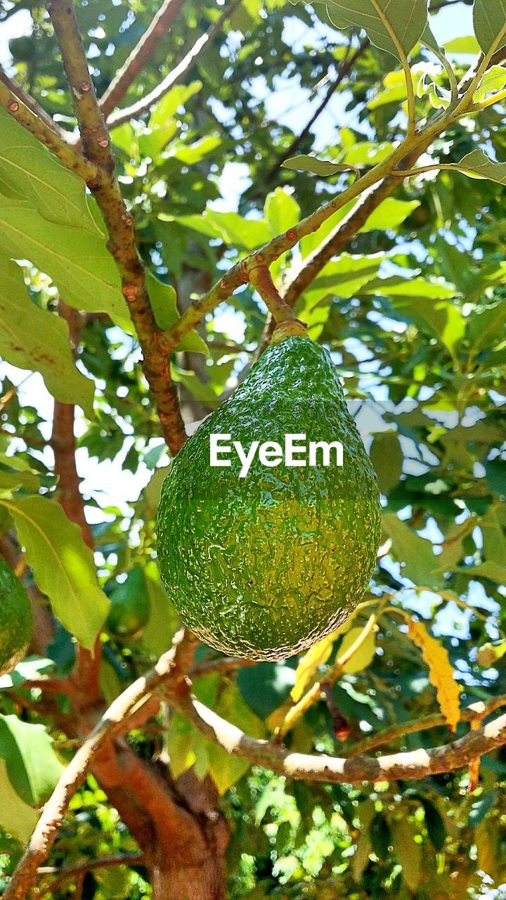 Low angle view of fruits on tree