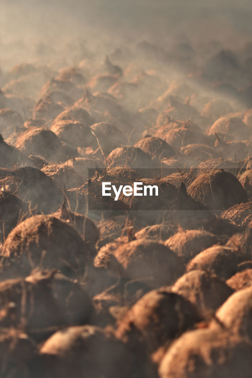 Full frame shot of dry heat coconut on field