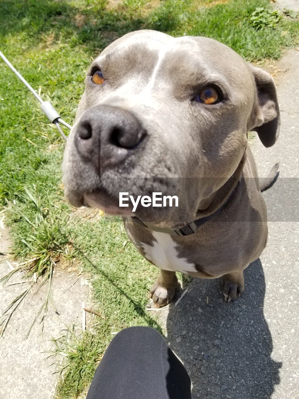 Close-up portrait of dog