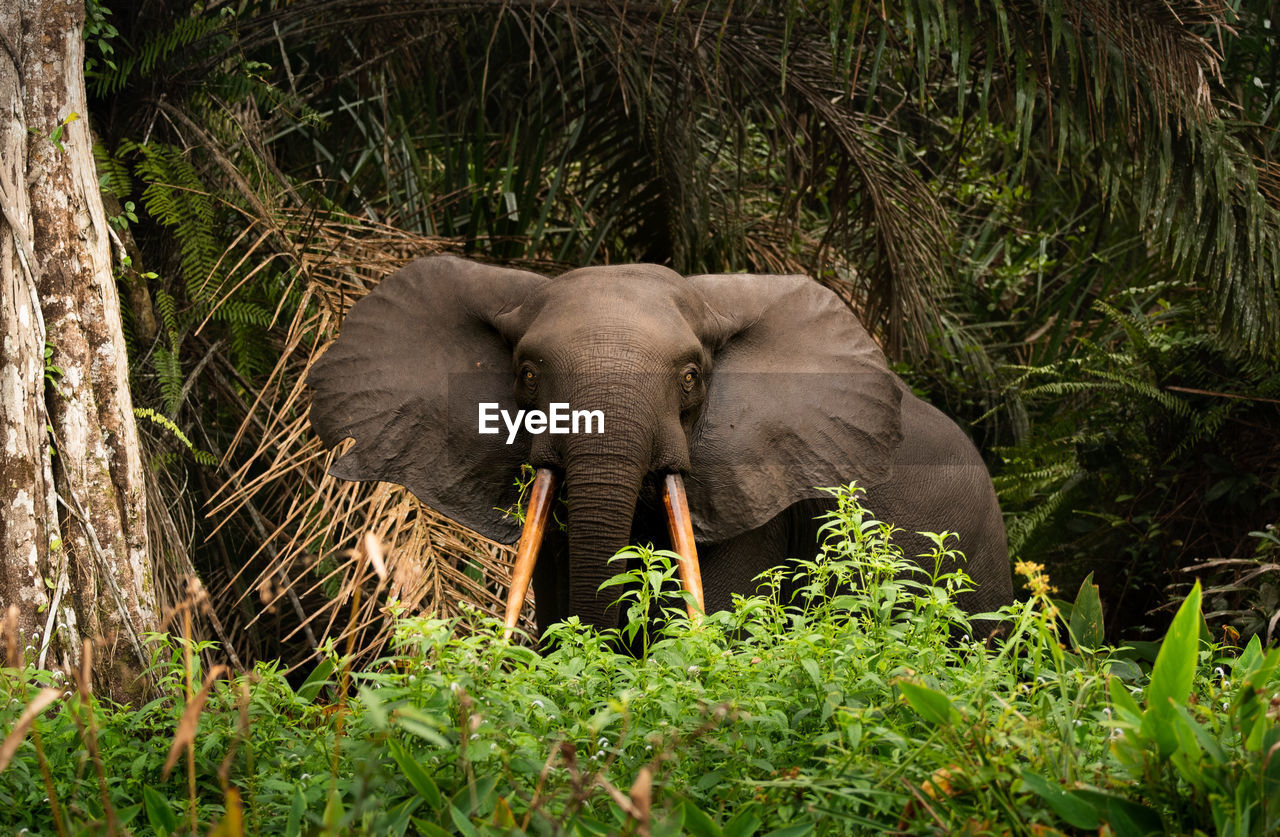 African forest elephant loxodonta in loango national park in gabon