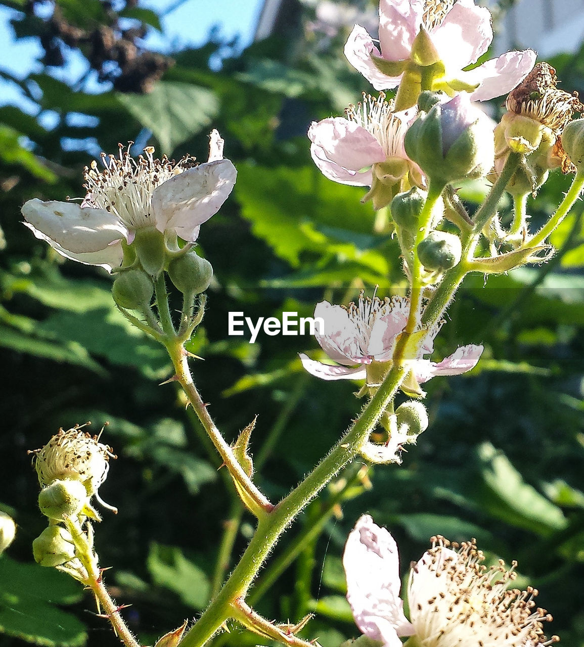 CLOSE-UP OF WHITE FLOWERS BLOOMING