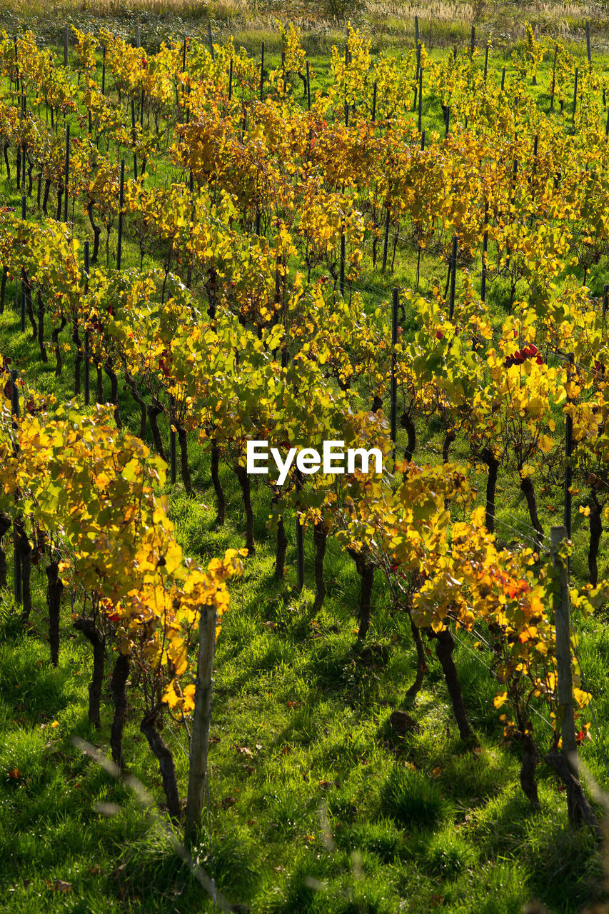 Vineyard in autumn