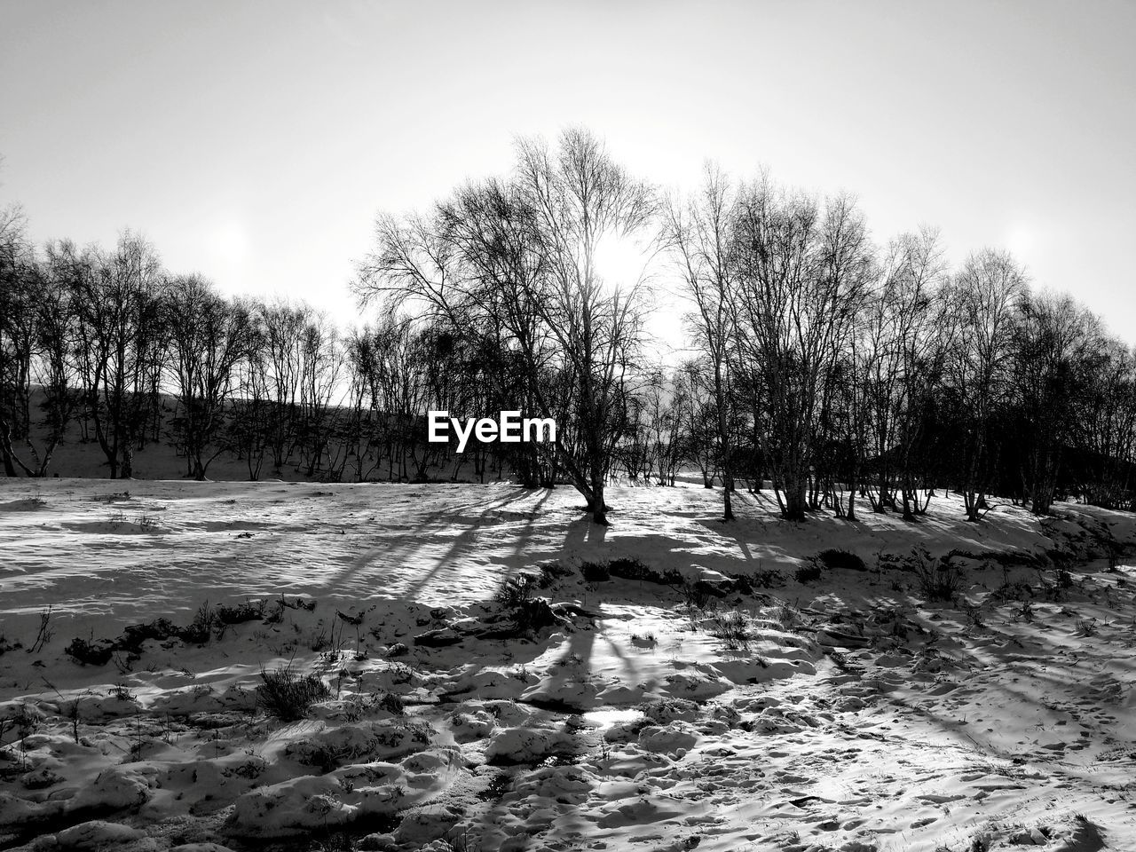 Trees on snow covered landscape