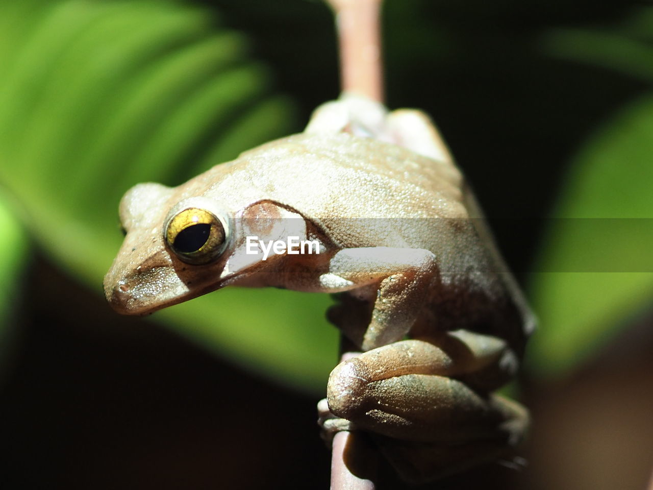 CLOSE-UP OF A FROG