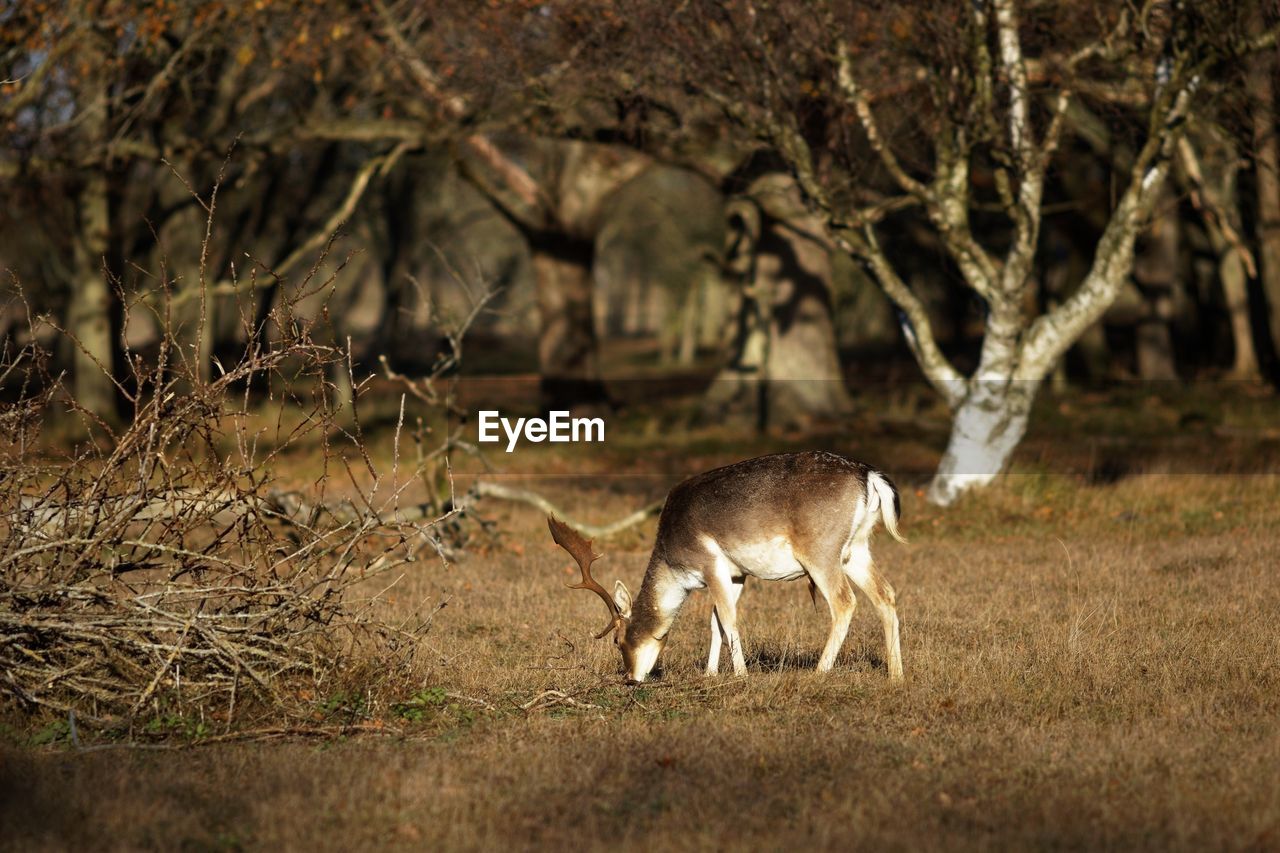 DEER GRAZING ON A FIELD