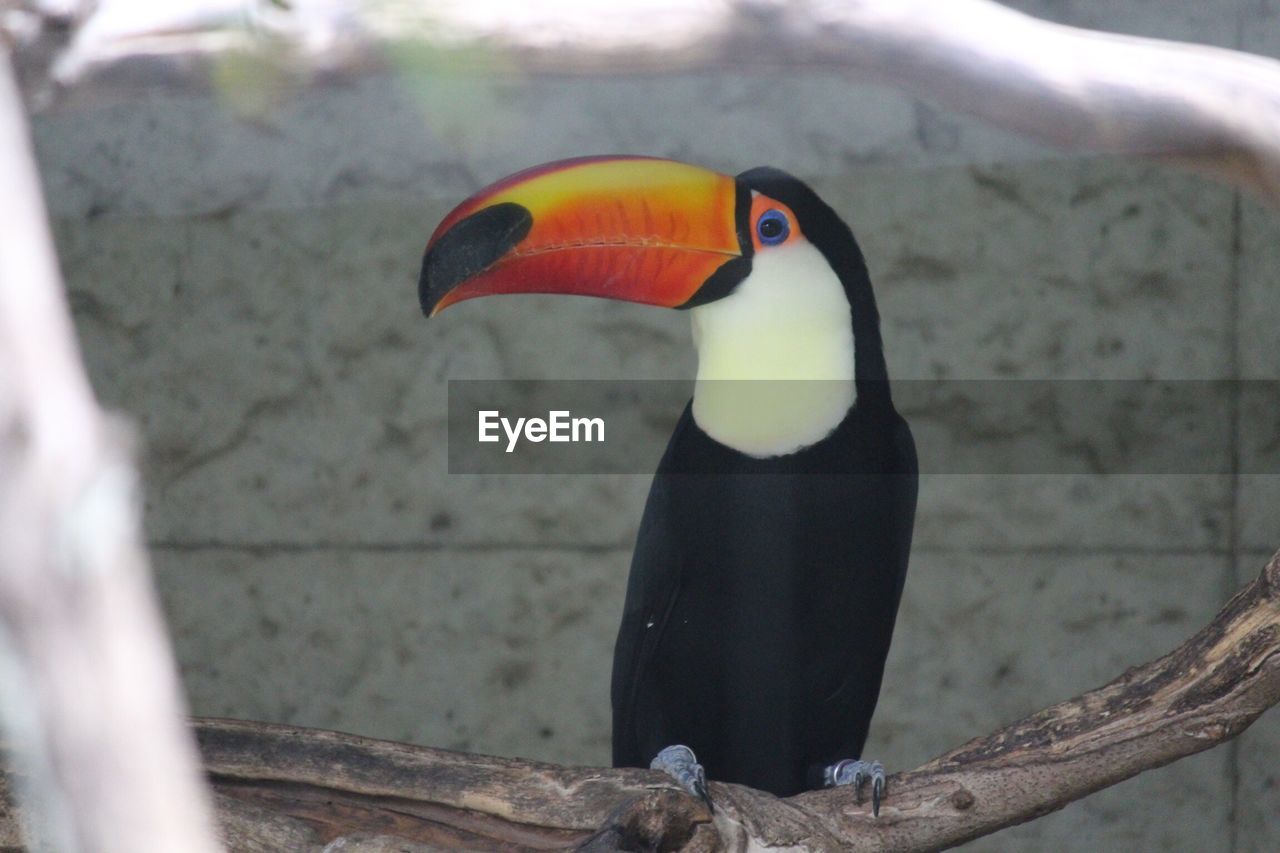 Close-up of toucan perching on branch