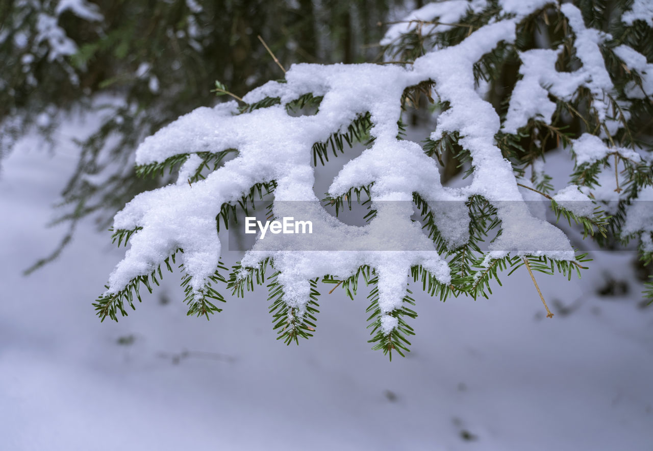 snow, cold temperature, winter, branch, tree, plant, nature, freezing, leaf, coniferous tree, no people, white, frozen, frost, forest, environment, pinaceae, beauty in nature, pine tree, land, outdoors, day, ice, tranquility, close-up