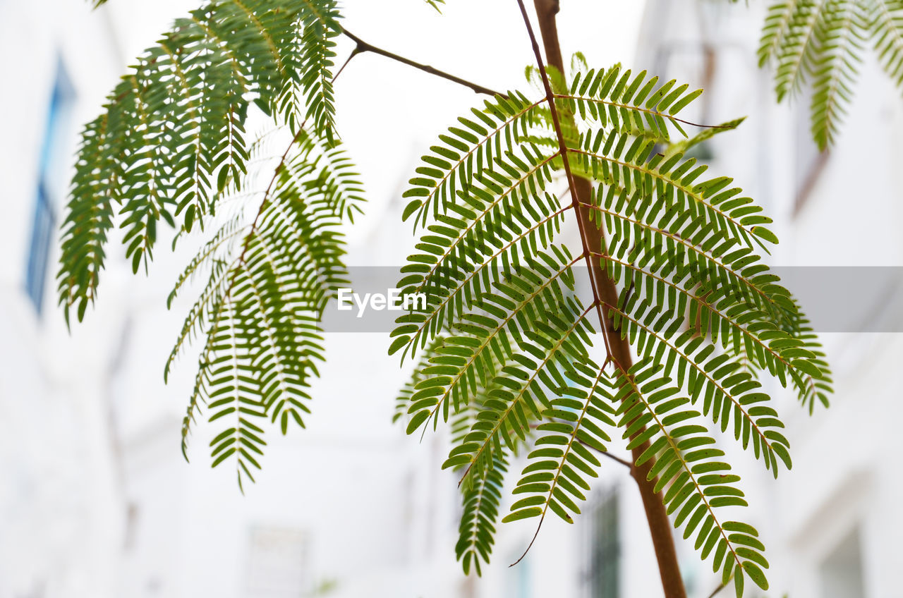 Low angle view of leaves on plant