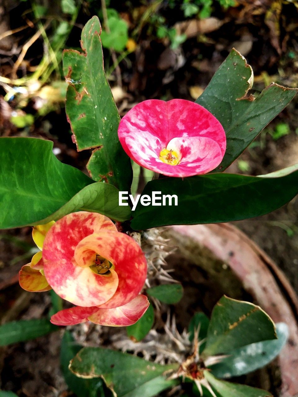 plant, flower, flowering plant, beauty in nature, leaf, plant part, nature, growth, freshness, pink, close-up, petal, fragility, flower head, inflorescence, no people, rose, outdoors, day, high angle view, green, botany, focus on foreground, red, bud, springtime